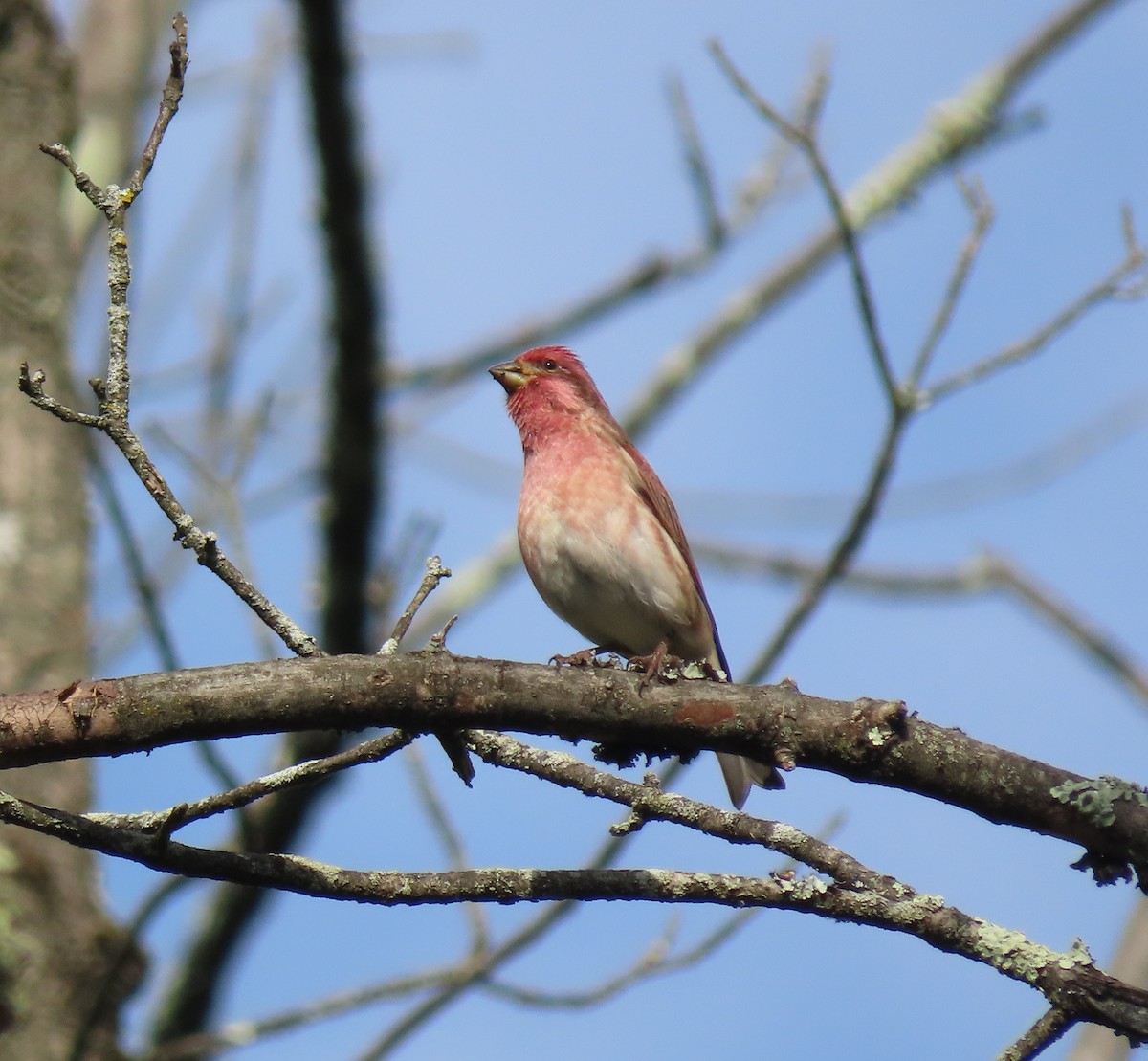 Purple Finch - ML269087681