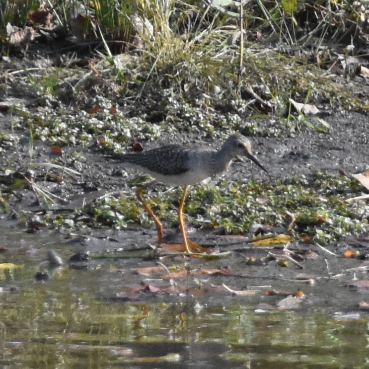 gulbeinsnipe - ML269087831