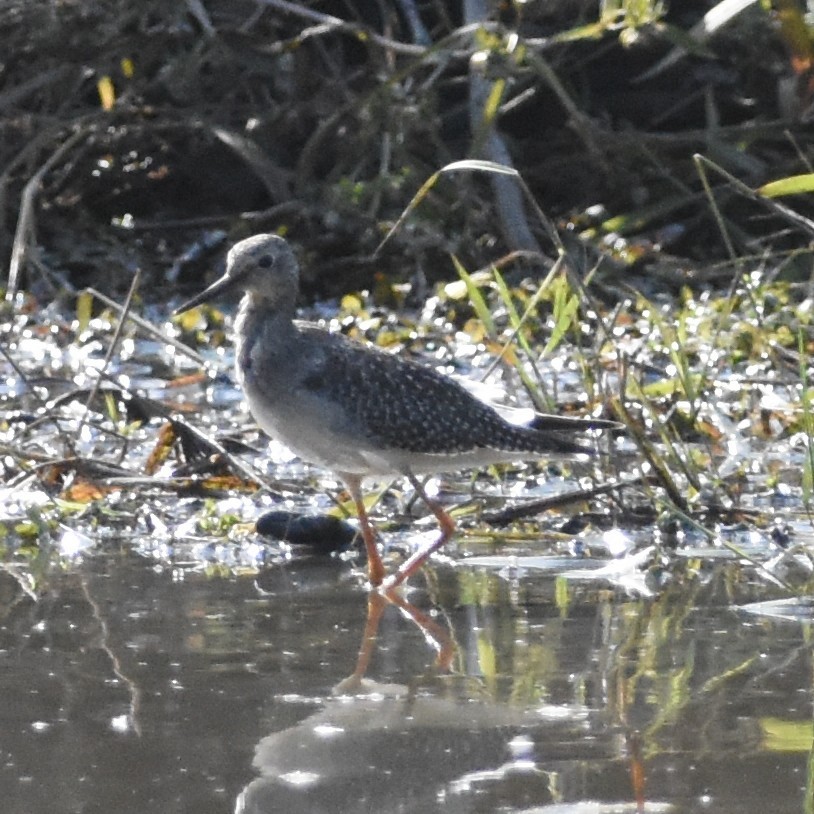 Lesser Yellowlegs - ML269087841