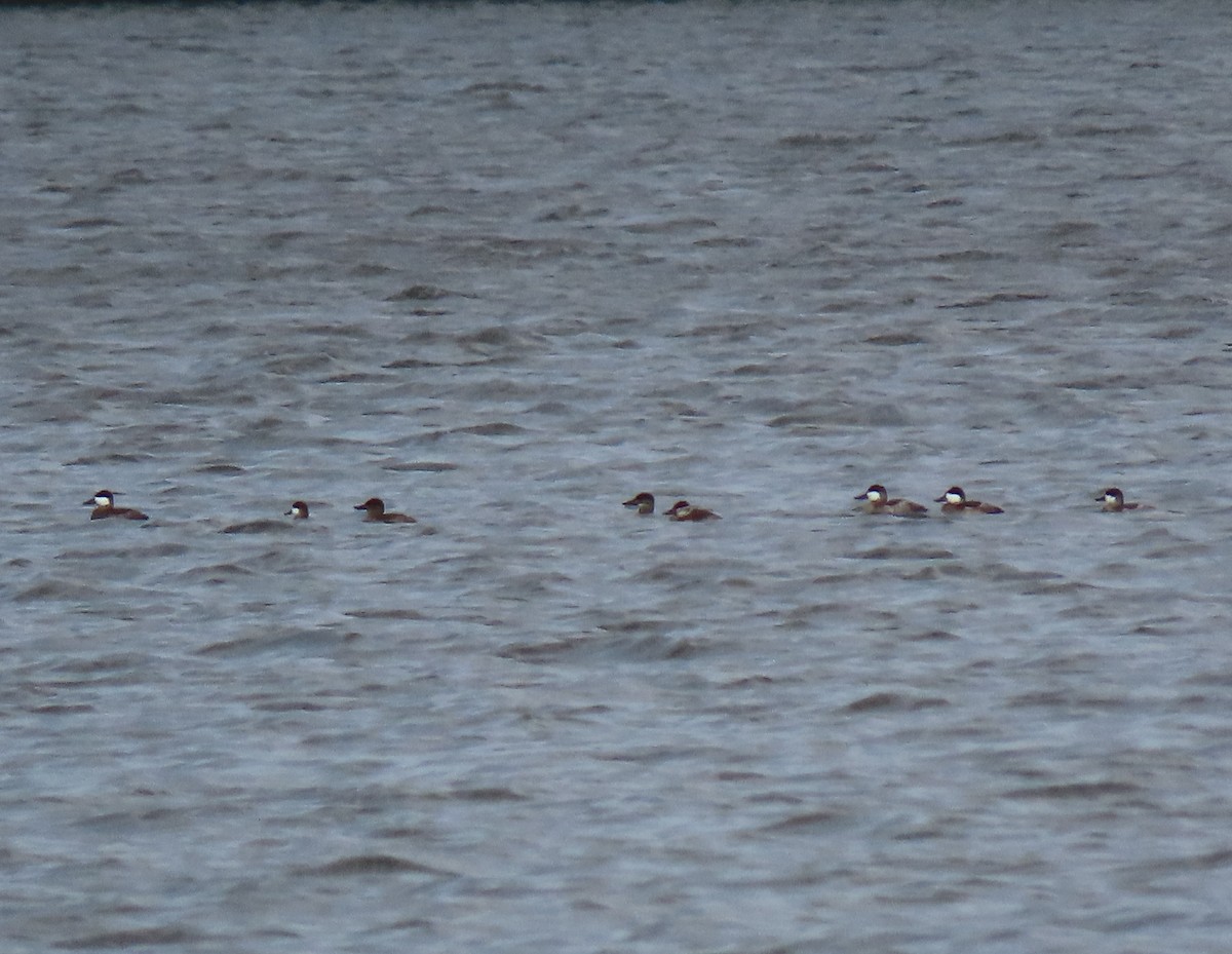 Ruddy Duck - Alan Boyd