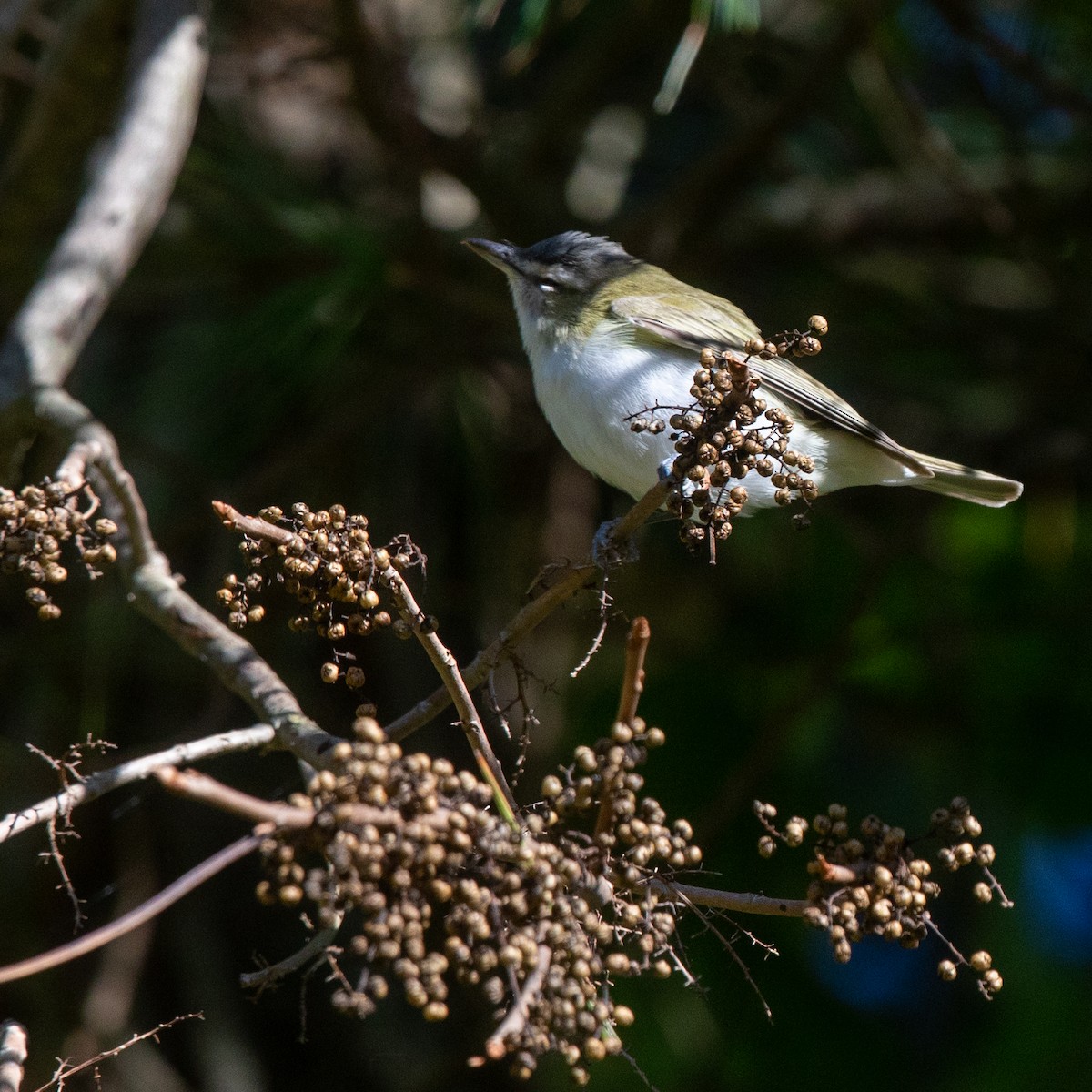 Red-eyed Vireo - ML269088881