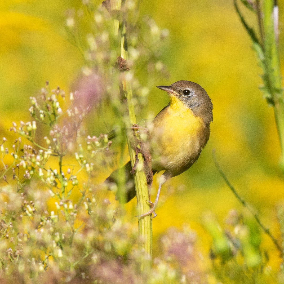Common Yellowthroat - ML269088941