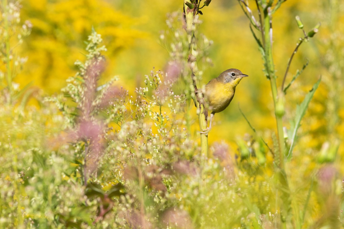 Common Yellowthroat - ML269088961