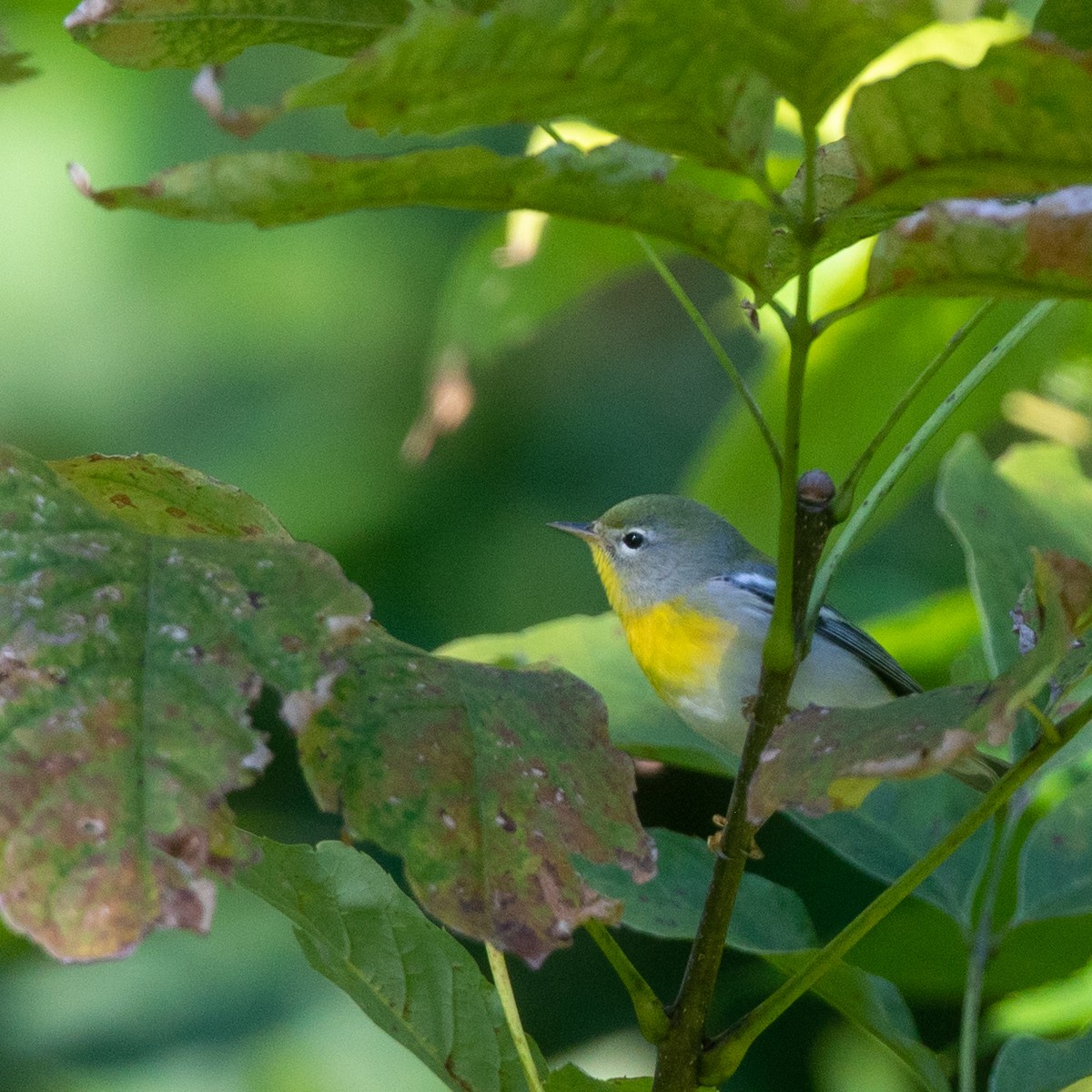 Northern Parula - ML269088991