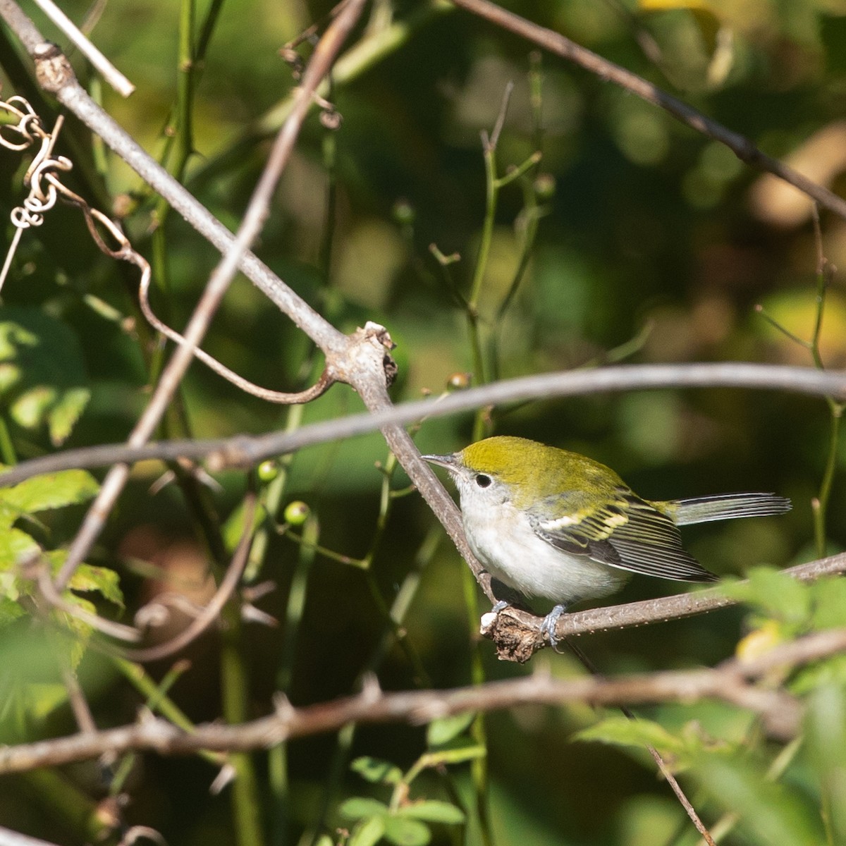 Chestnut-sided Warbler - ML269089441