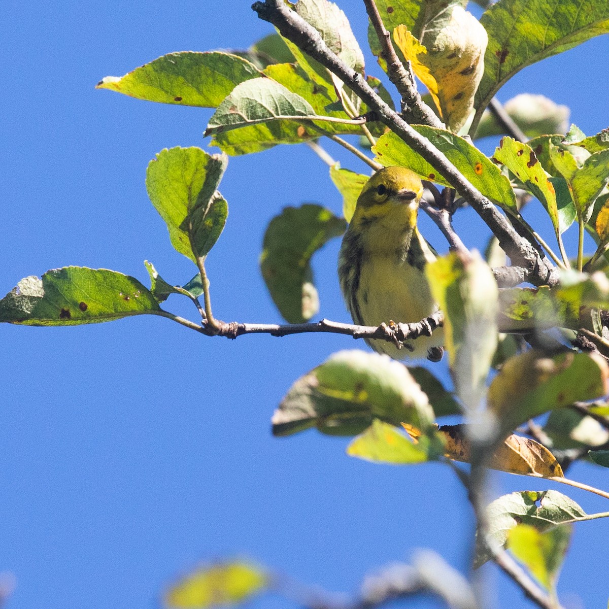 Black-throated Green Warbler - ML269089541
