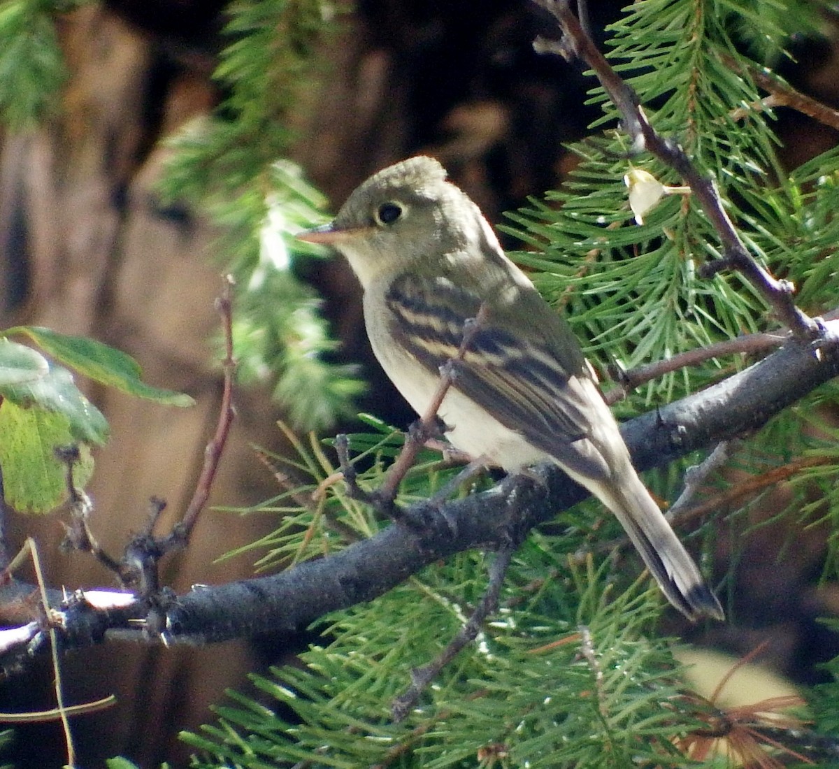 Western Flycatcher (Cordilleran) - Rene Laubach