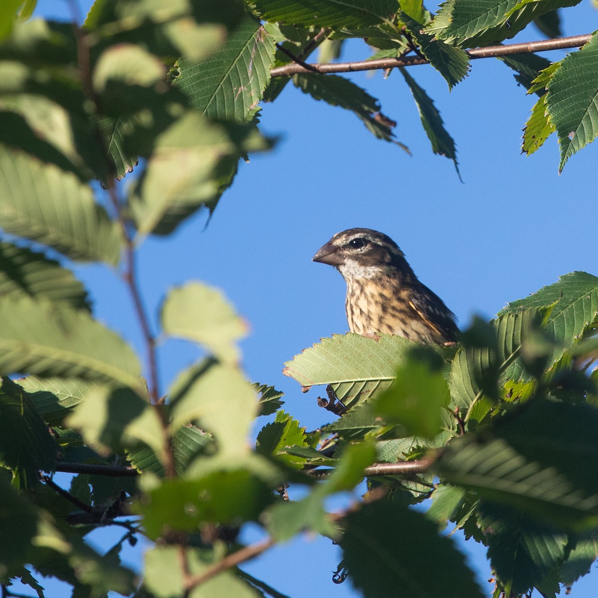 Rose-breasted Grosbeak - ML269089641