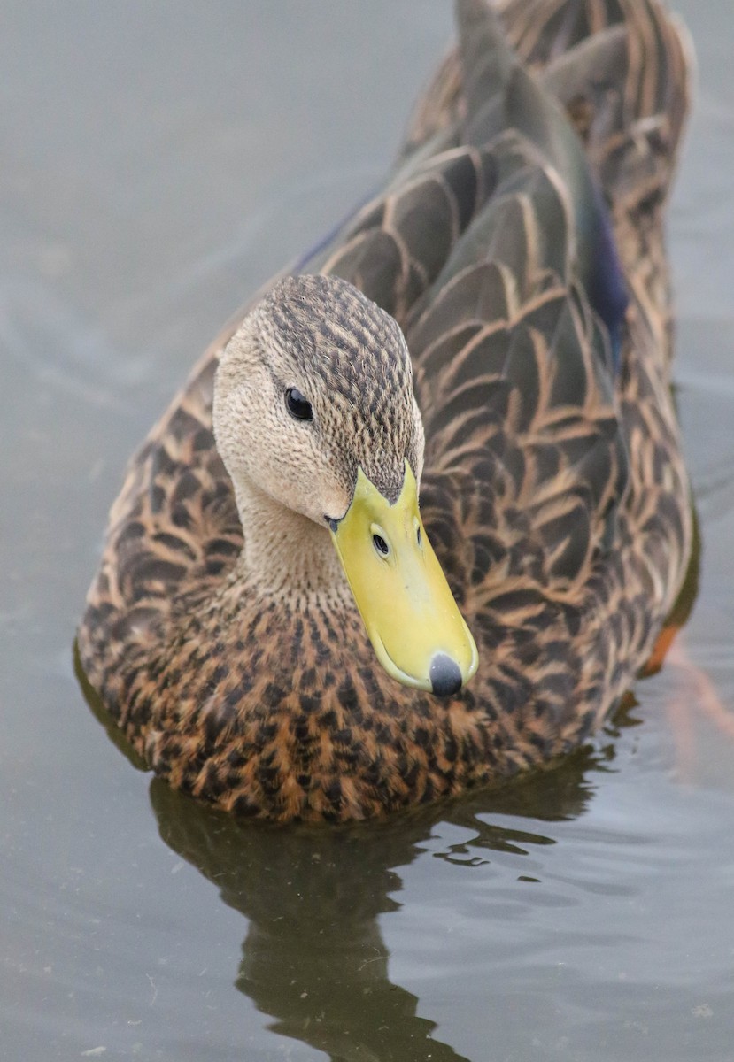 Mottled Duck - Tommy Quarles