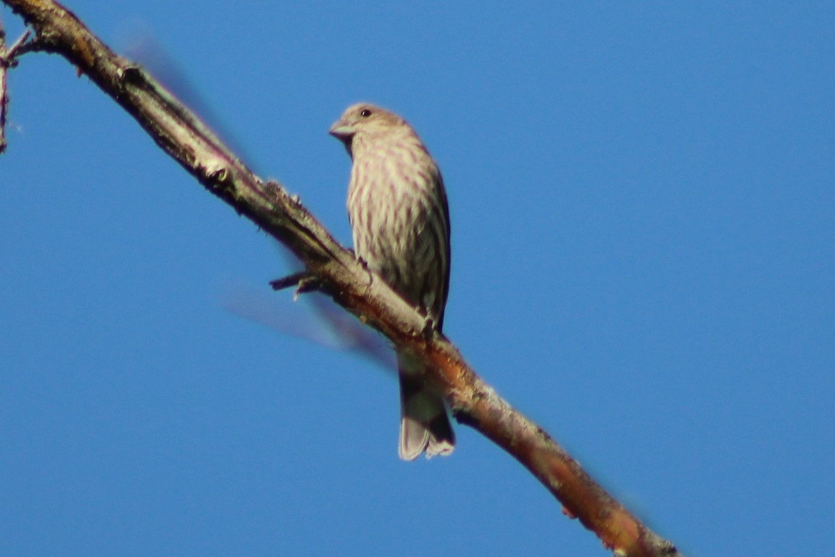 House Finch - Sean Cozart