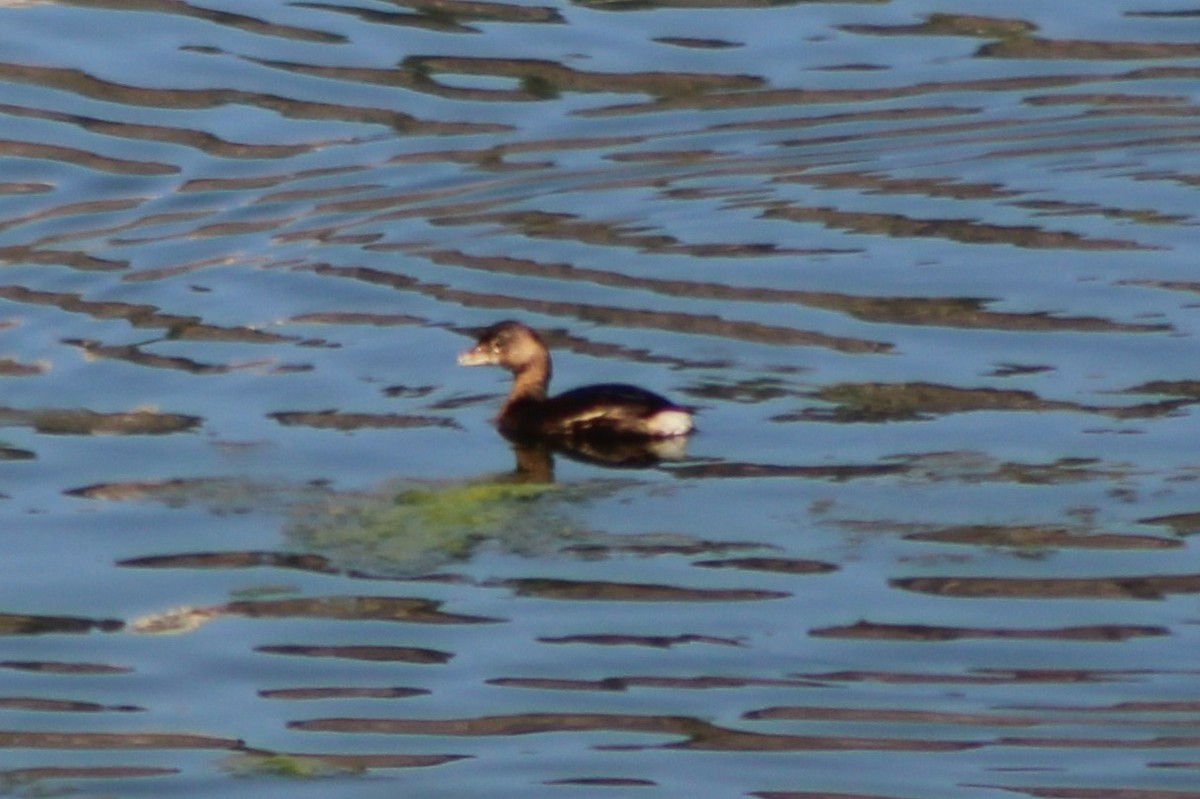 Pied-billed Grebe - ML269091471