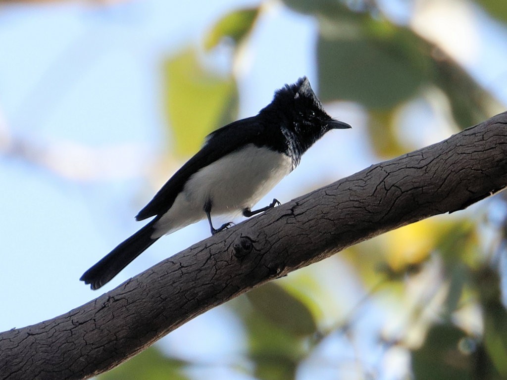 Satin Flycatcher - jannette and peter manins