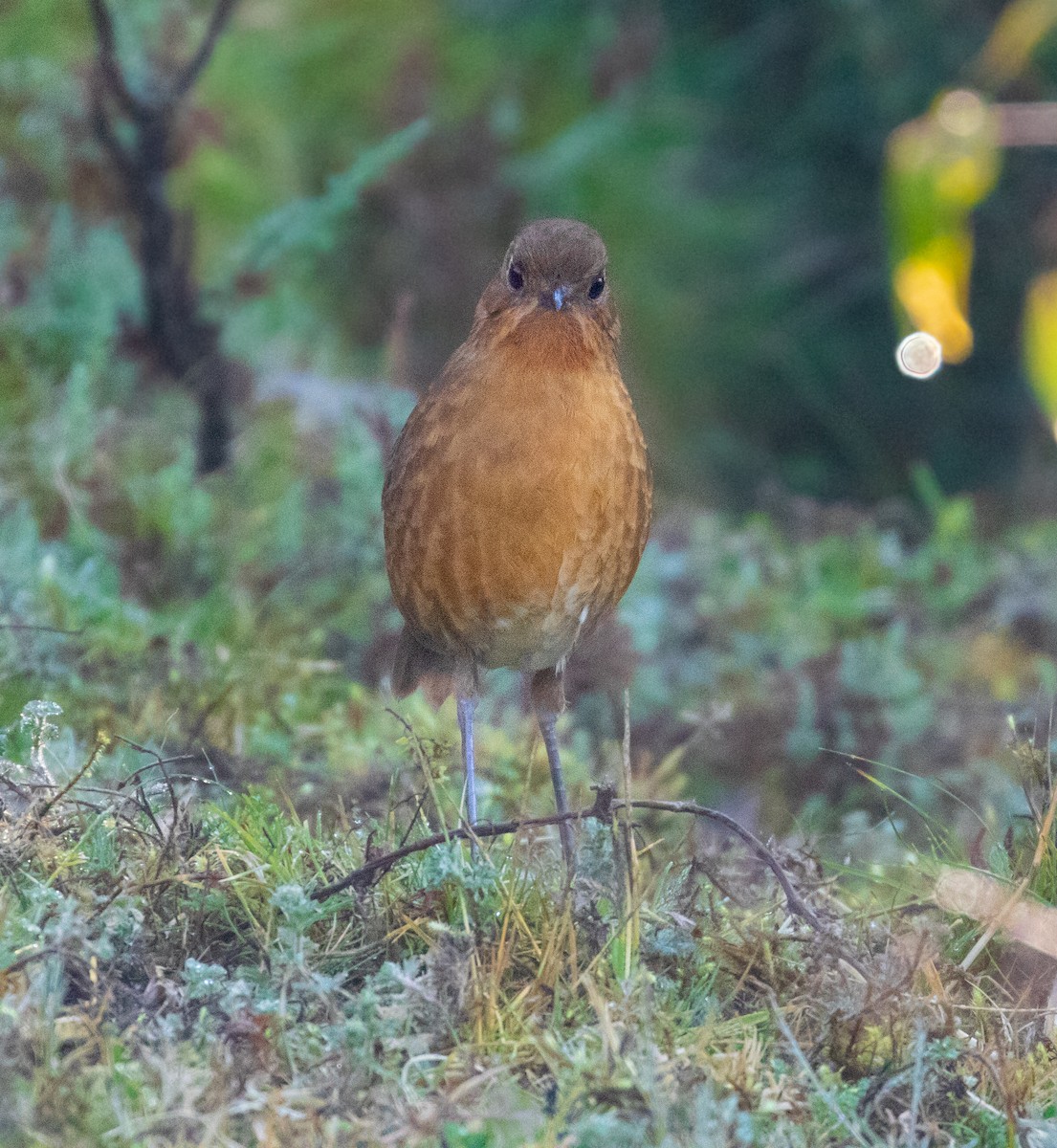 Panao Antpitta - Thibaud Aronson