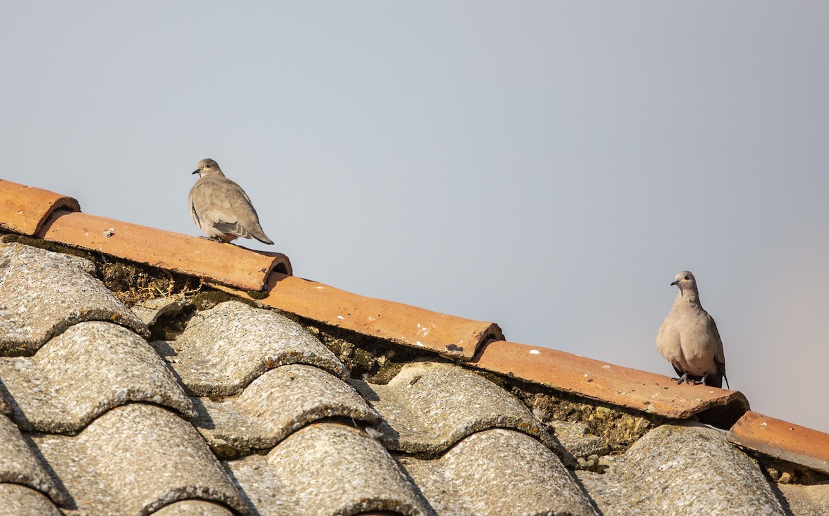 Black-winged Ground Dove - ML269102021