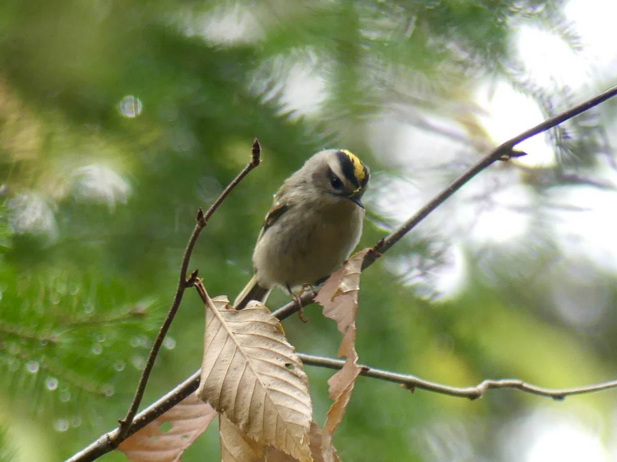 Golden-crowned Kinglet - Laura Blutstein