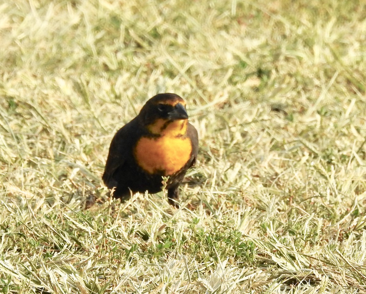 Yellow-headed Blackbird - Janet Phillips