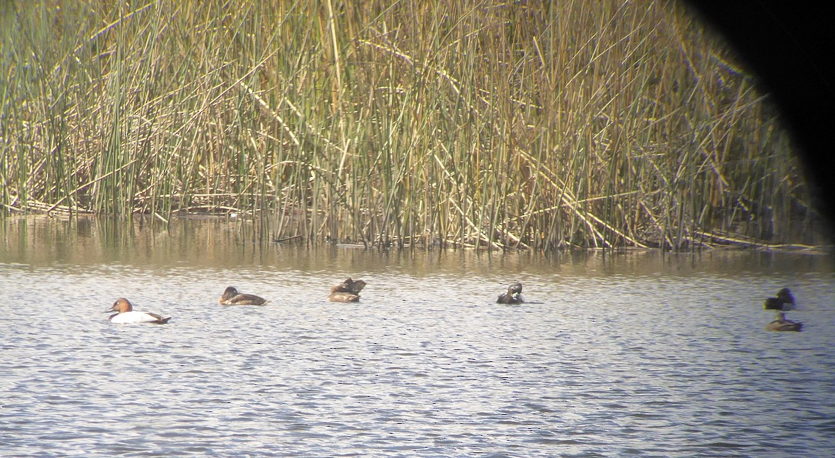 Canvasback - ML26910441