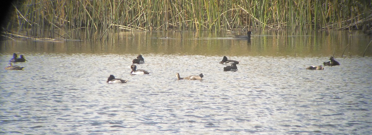 Ring-necked Duck - ML26910491