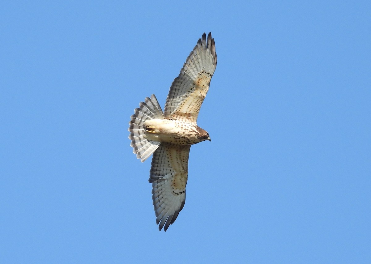 Broad-winged Hawk - ML269106091