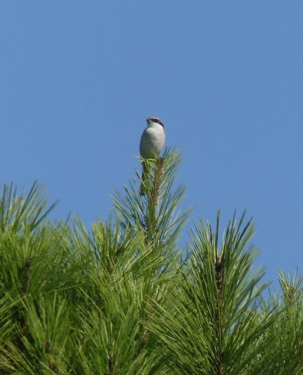 Loggerhead Shrike - ML269106141
