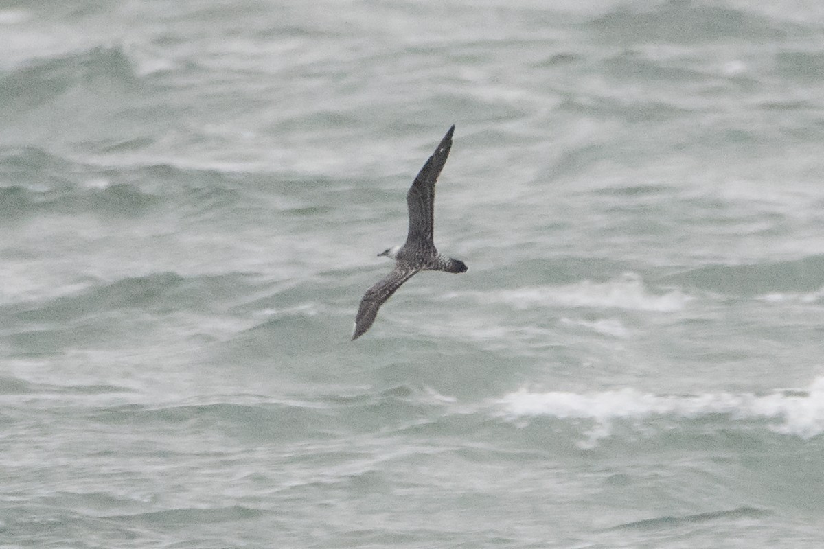 Long-tailed Jaeger - Sue Barth