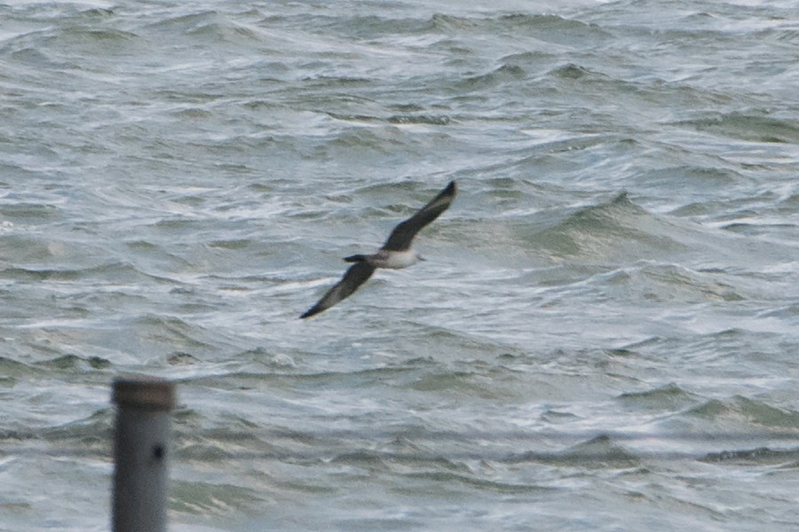 Long-tailed Jaeger - Sue Barth