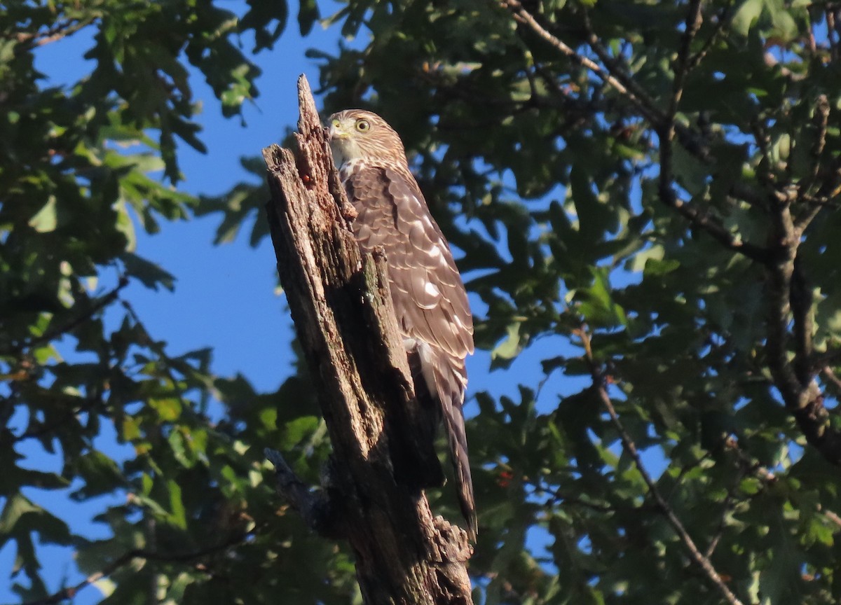 Cooper's Hawk - Anne Mytych