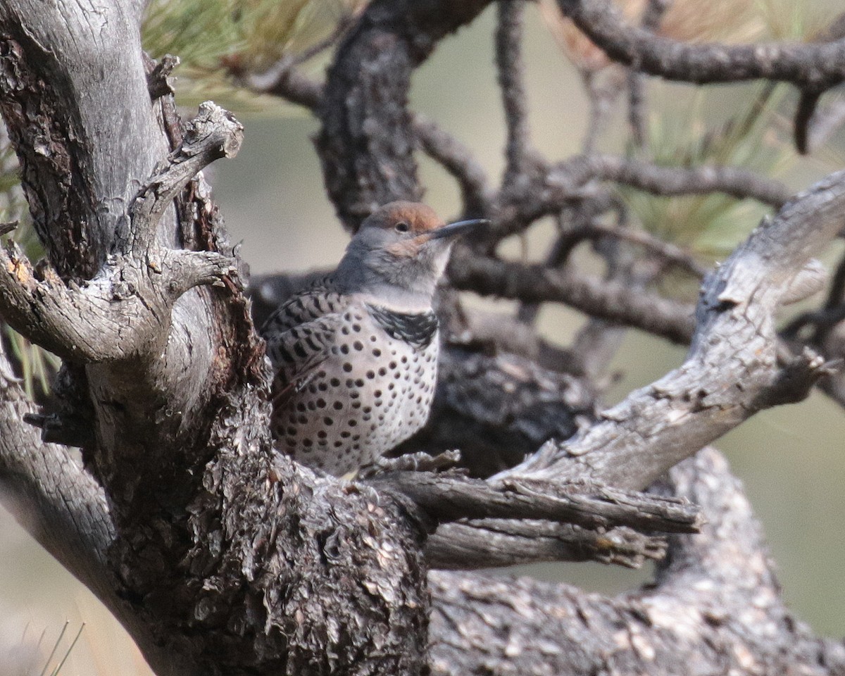 Northern Flicker (Red-shafted) - ML269110091