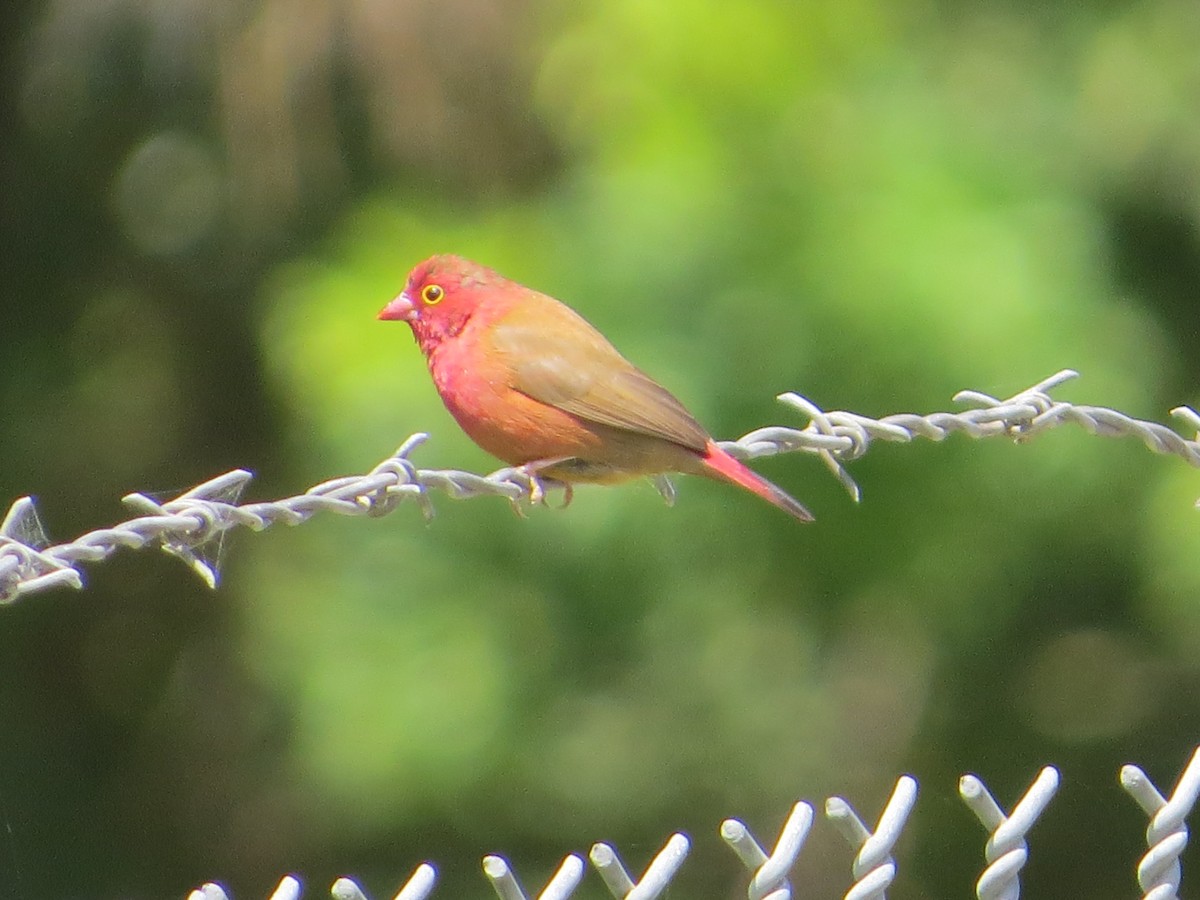 Red-billed Firefinch - ML269110211