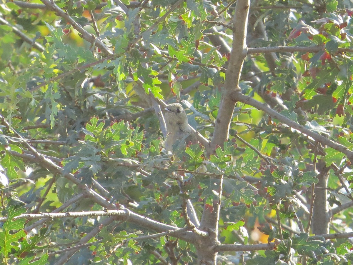 vireo sp. - Joyce Brady