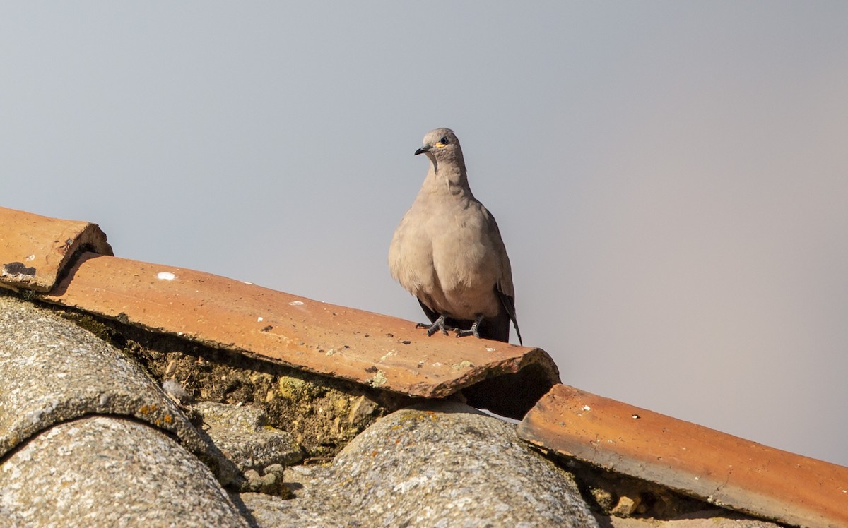 Black-winged Ground Dove - ML269114721