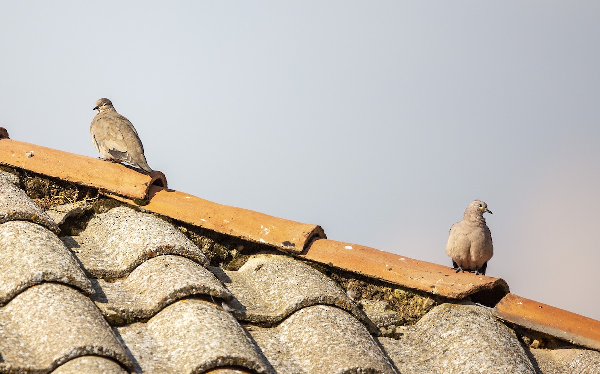 Black-winged Ground Dove - ML269115321