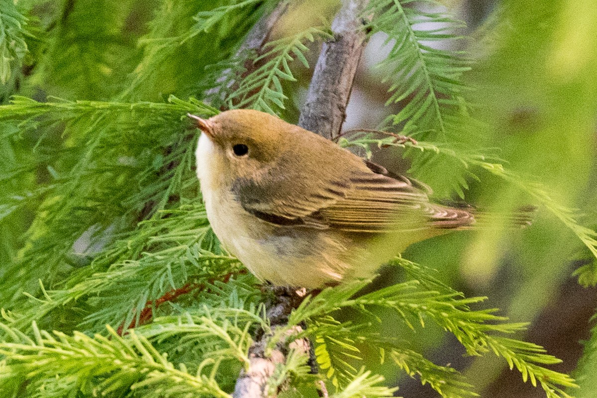 Northern Yellow Warbler - Garrett Lau