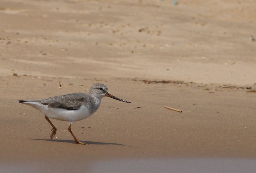 Terek Sandpiper - ML26911621