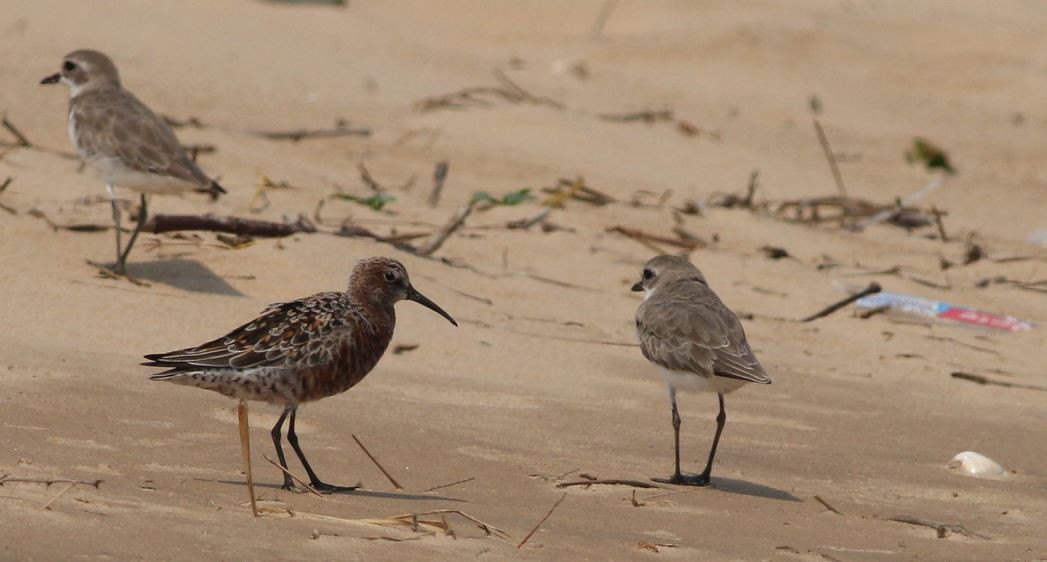 Curlew Sandpiper - ML26911641