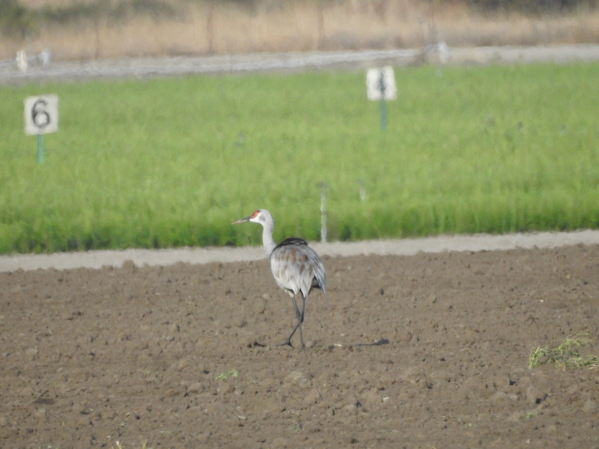 Sandhill Crane - Timothy Leque