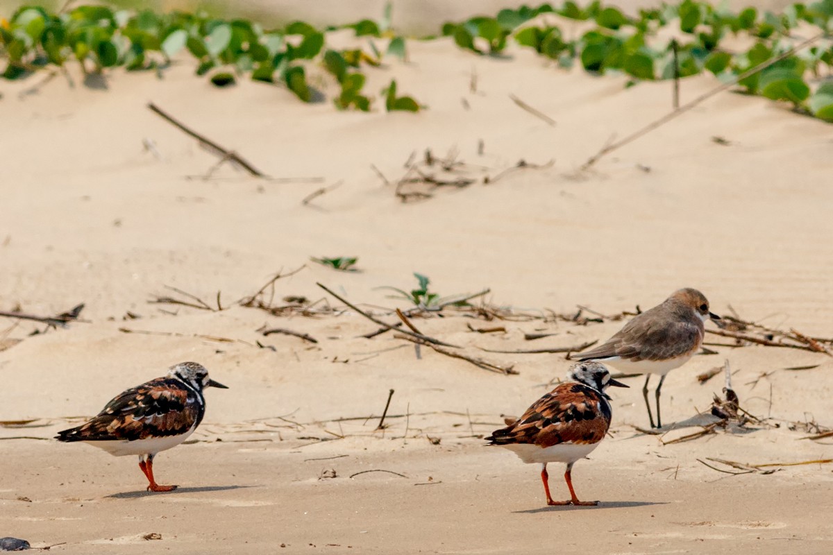 Ruddy Turnstone - ML26911651