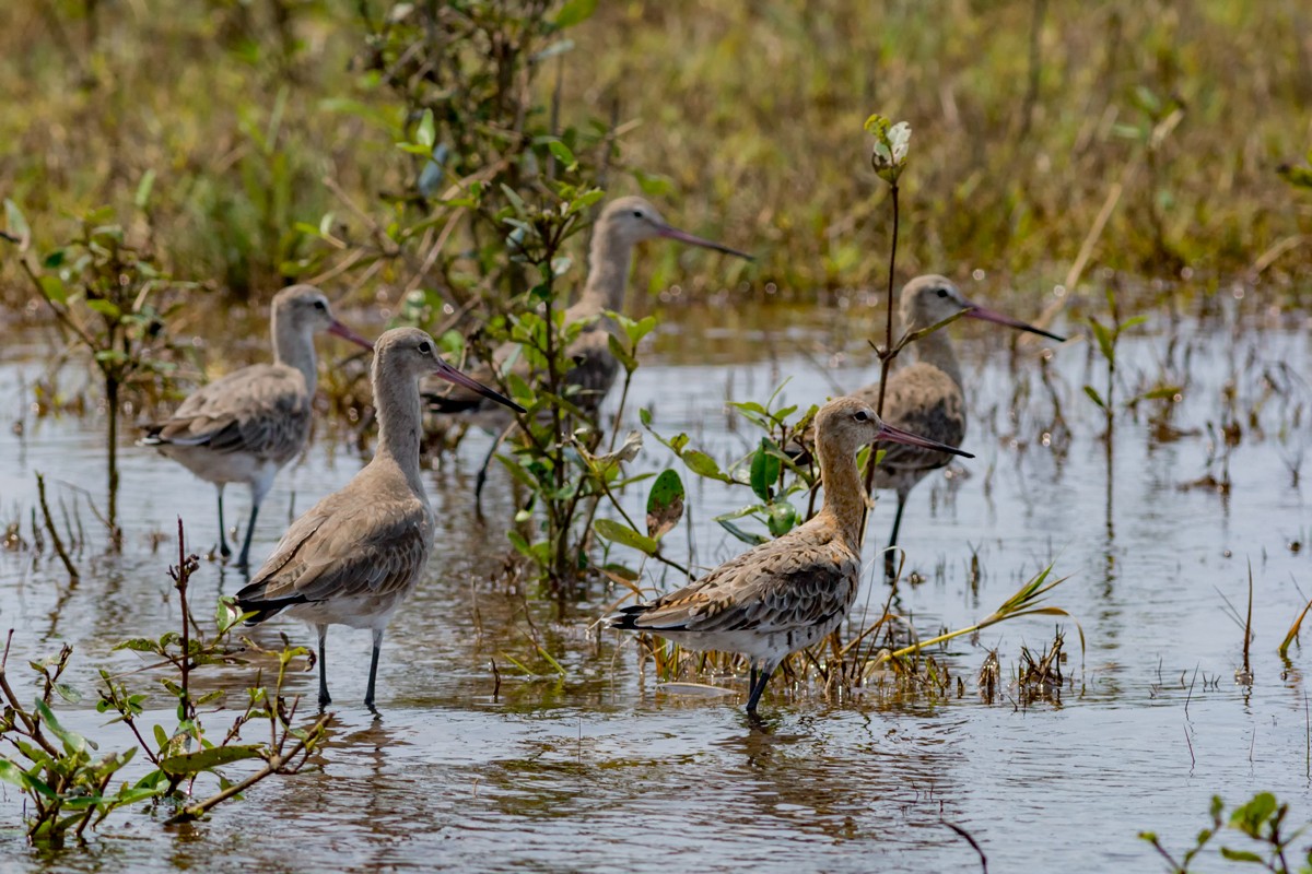 Black-tailed Godwit - ML26911721