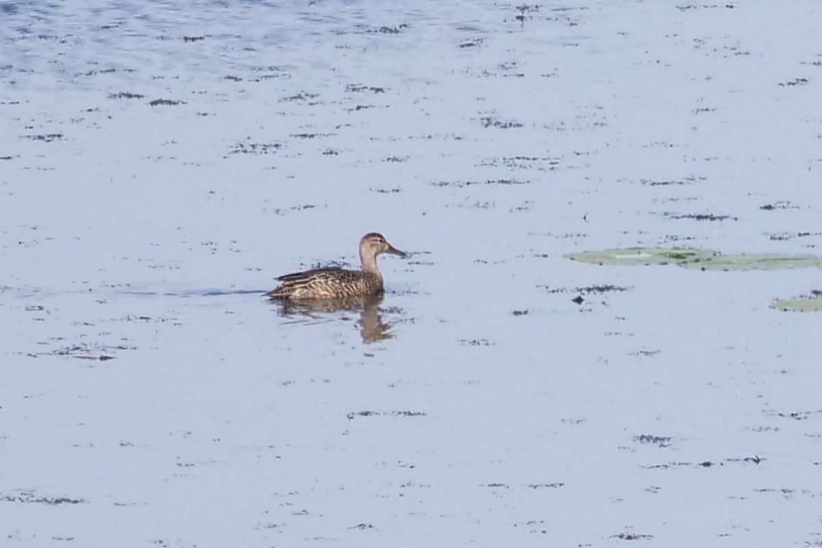 Blue-winged Teal - ML269117591