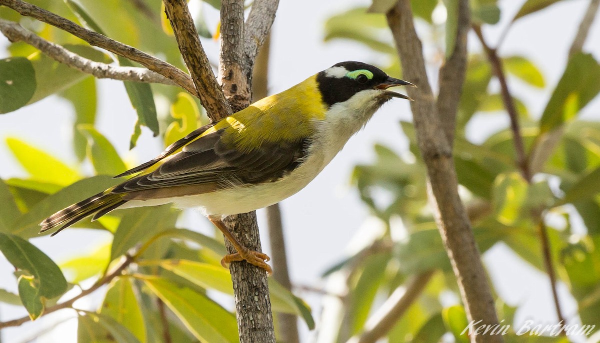 Black-chinned Honeyeater (Golden-backed) - ML269118321