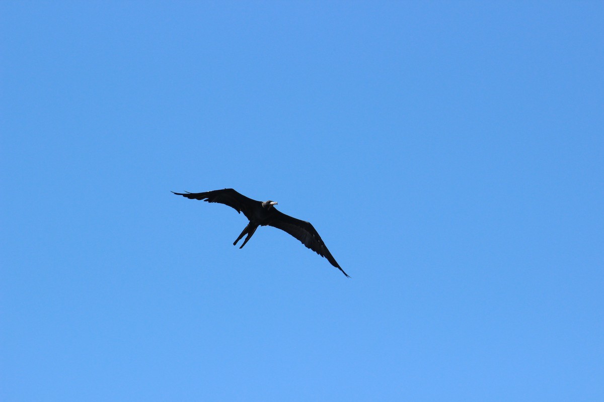 Magnificent Frigatebird - ML269120961