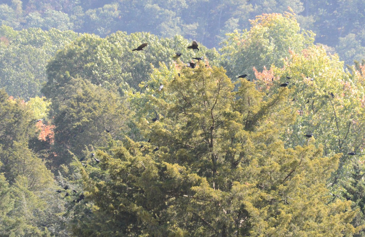 American Crow - ML269123511