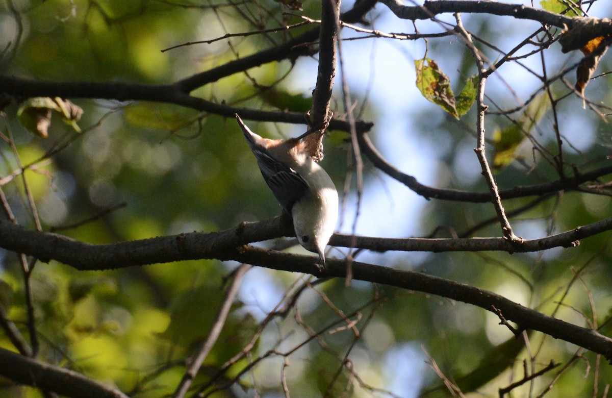 White-breasted Nuthatch - ML269123521