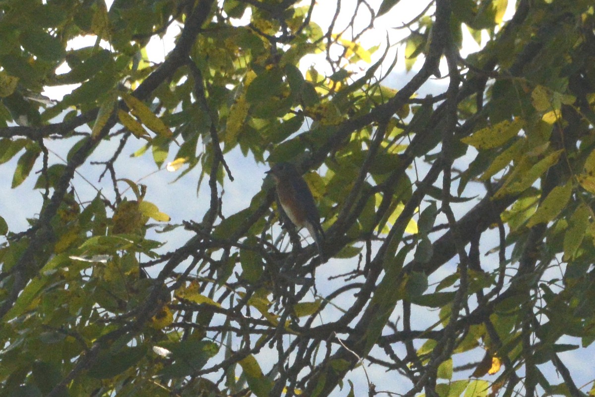 Eastern Bluebird - ML269123991