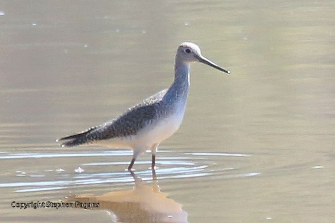 Greater Yellowlegs - ML269125021