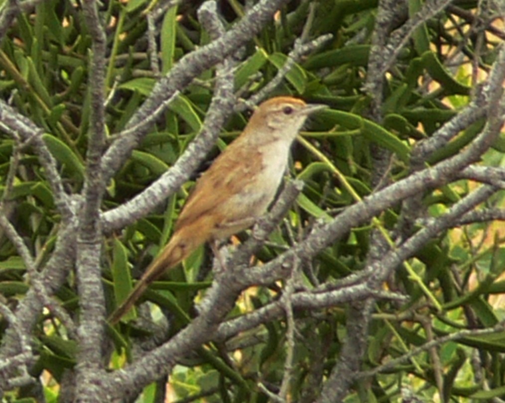 Spinifexbird - Peter Taylor (ex Birding SW)