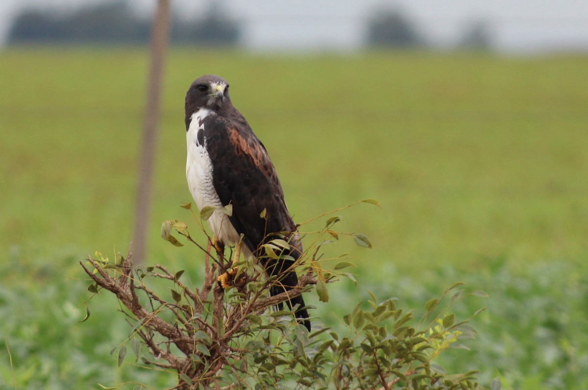 White-tailed Hawk - ML269126131