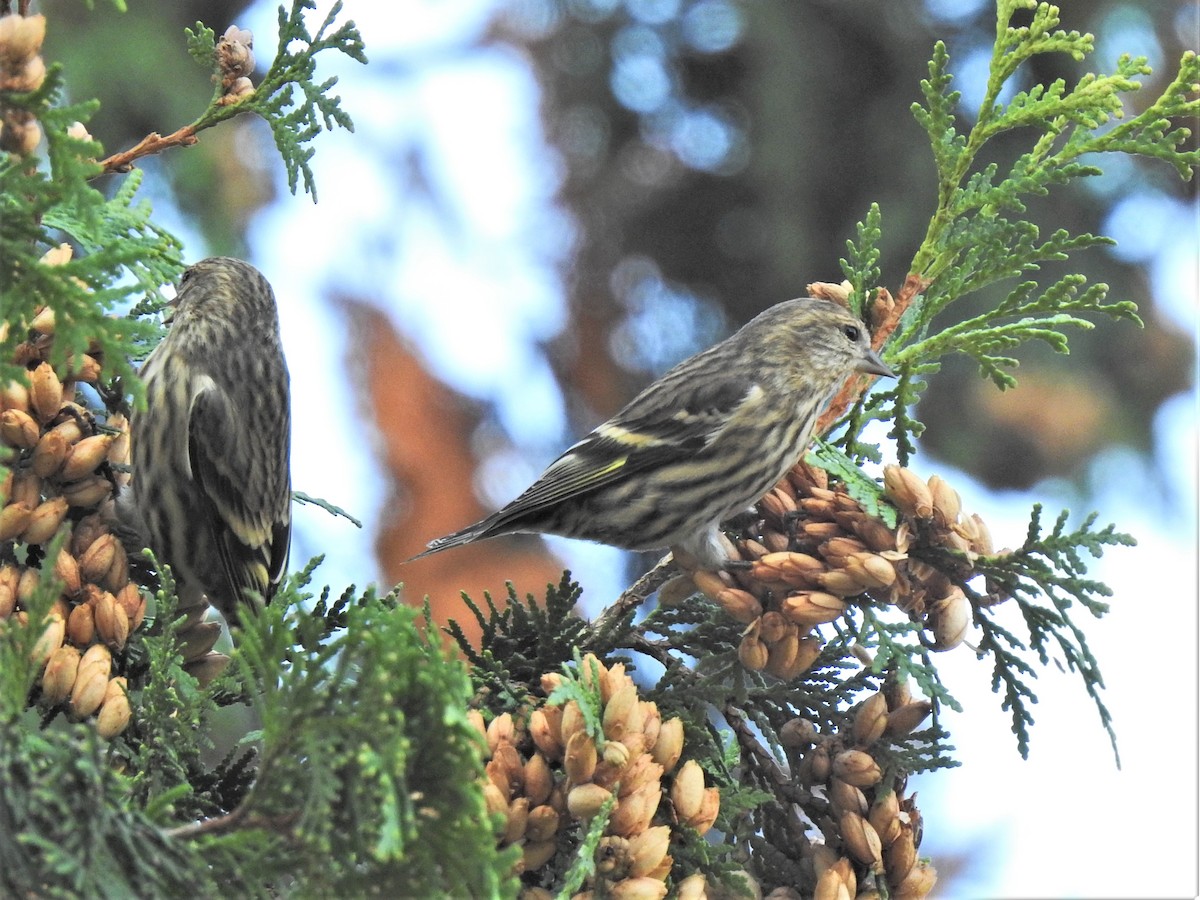 Pine Siskin - ML269126281