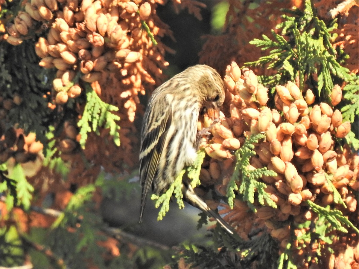 Pine Siskin - ML269126331