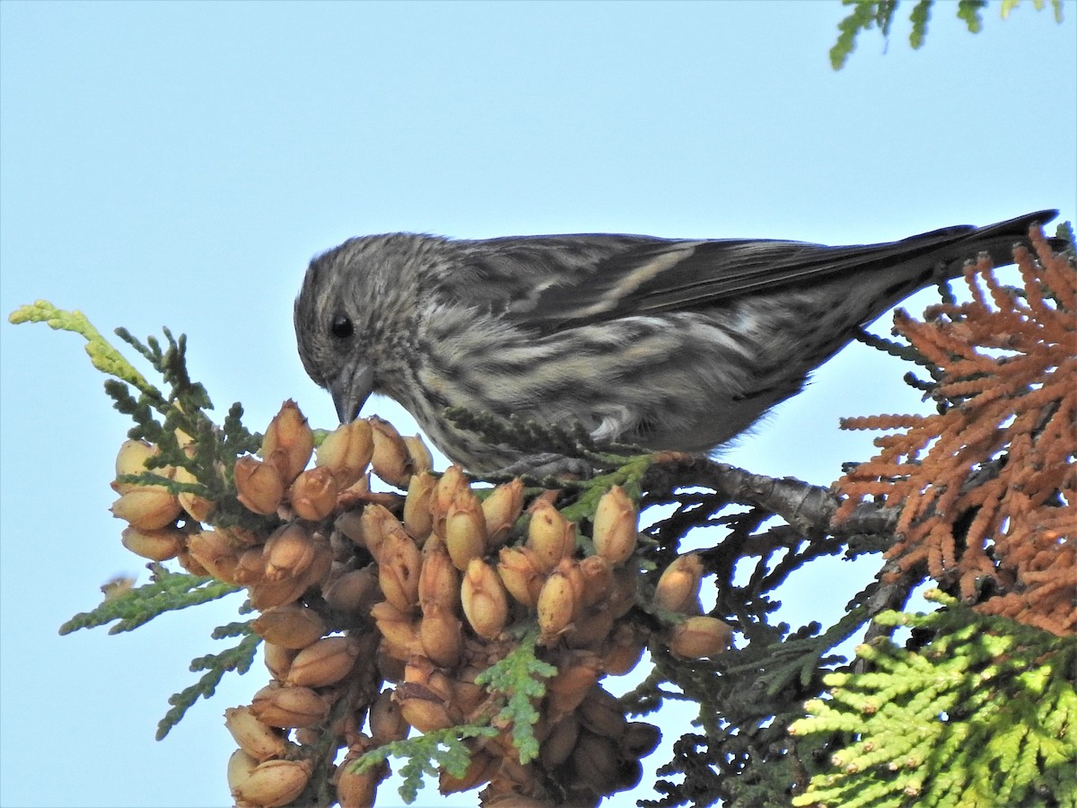 Pine Siskin - ML269126351